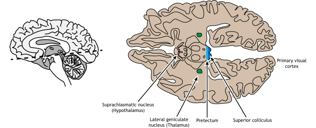Sección horizontal ilustrada del cerebro que muestra ubicaciones de proyección retiniana. Detalles en pie de foto.