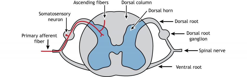 Ilustración de la médula espinal mostrando la fibra aferente primaria. Detalles en pie de foto.
