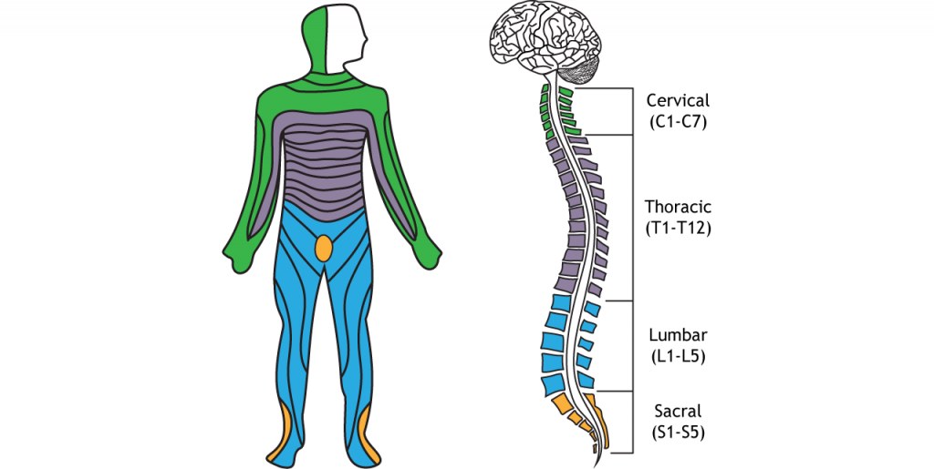 Ilustración de las divisiones de la médula espinal y dermatomas relacionados. Detalles en pie de foto.