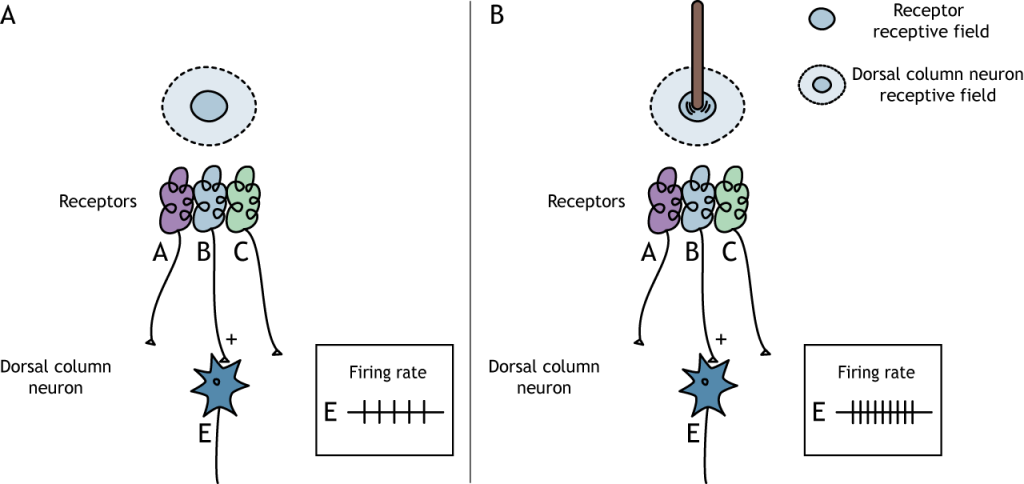 Ilustración de la activación del centro de un campo receptivo de neuronas de columna dorsal. Detalles en pie de foto.