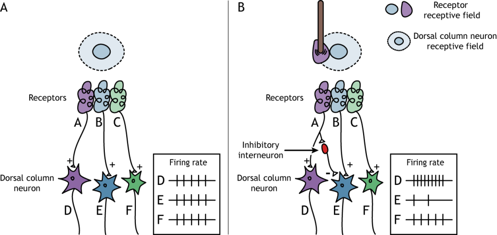Ilustración de la activación del entorno de un campo receptivo de neuronas de columna dorsal. Detalles en pie de foto.