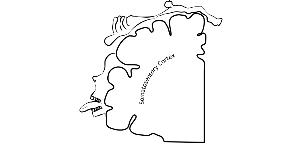 Ilustración de la corteza somatosensorial que muestra la ubicación de las regiones del cuerpo en la corteza. Detalles en pie de foto.