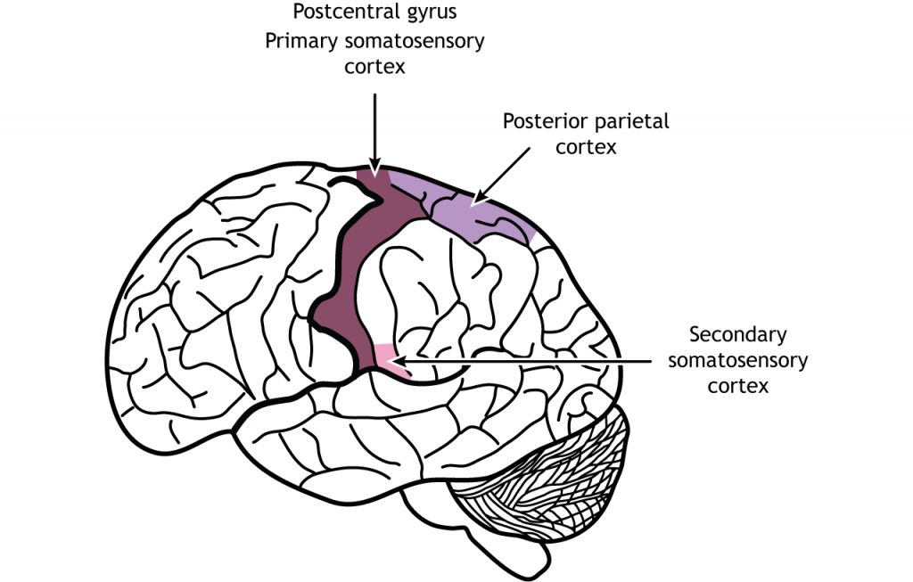 Ilustración del cerebro mostrando la ubicación de las córtices somatosensoriales primarias y secundarias y la corteza parietal posterior. Detalles en pie de foto.