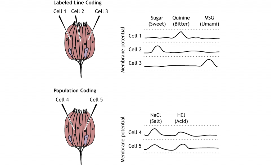 Ilustración de la codificación de líneas etiquetadas y población en las células gustativas. Detalles en pie de foto.
