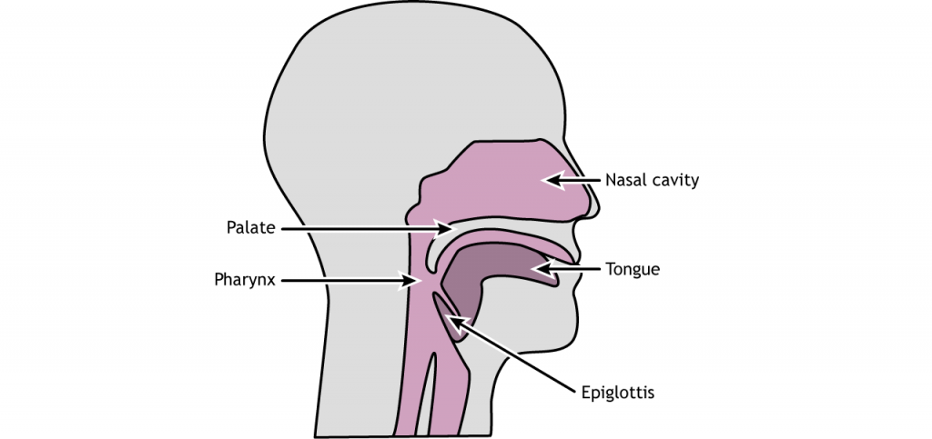 Ilustración de la anatomía de boca y garganta. Detalles en pie de foto.