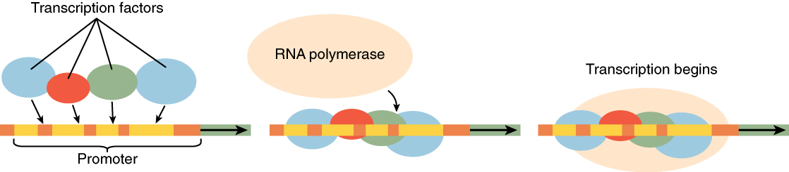 0338_RNA_Polymerase_Binding.jpg