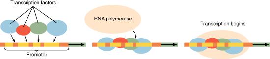 Transcription factors binding to DNA, then RNA polymerase binding at the same location