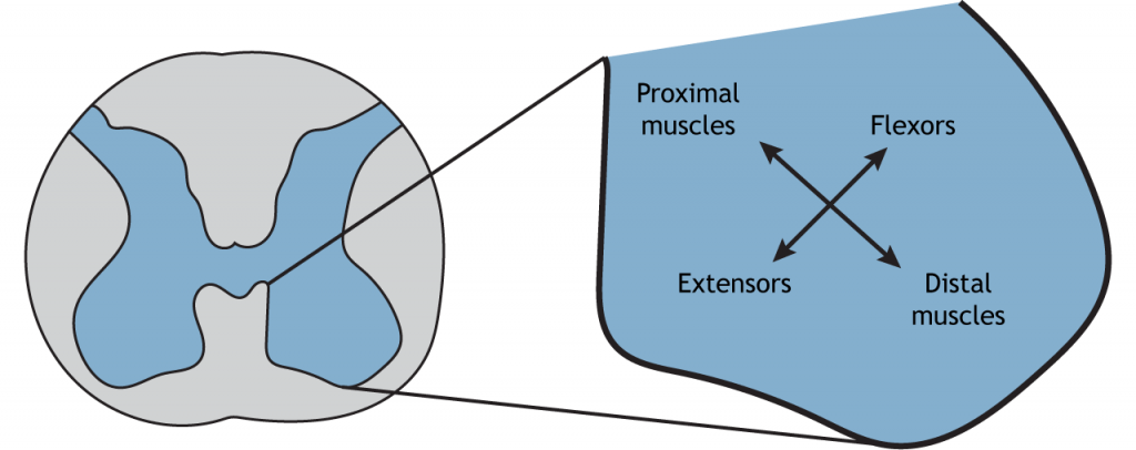 Ilustración del cuerno ventral mostrando ubicaciones relativas de neuronas motoras que inervan diferentes músculos. Detalles en pie de foto.