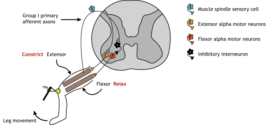 Ilustración de pierna y médula espinal mostrando sinapsis involucradas en el reflejo de estiramiento. Detalles en pie de foto.