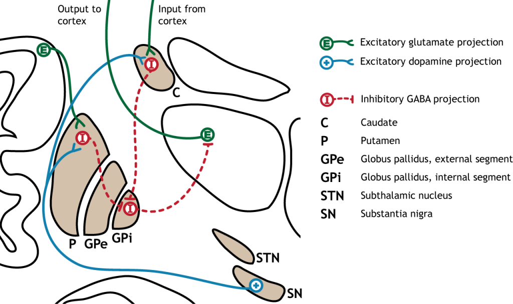Ilustración de la vía directa dentro de los ganglios basales. Detalles en pie de foto y texto.