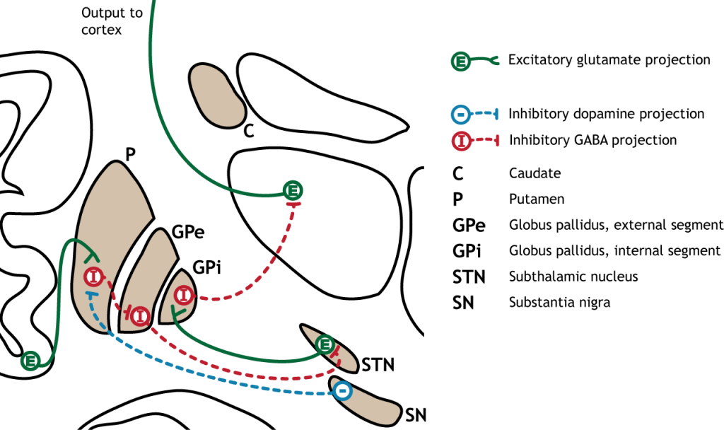 Ilustración de la vía indirecta en los ganglios basales. Detalles en pie de foto y texto.