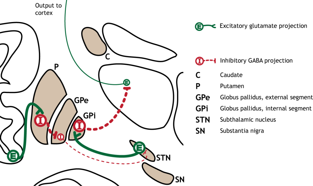Ilustración de los cambios sinápticos en la vía indirecta como resultado de la activación cortical. Detalles en pie de foto y texto.