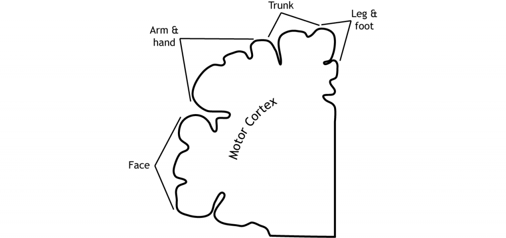 Ilustración del mapa motor de la corteza motora. Detalles en pie de foto.