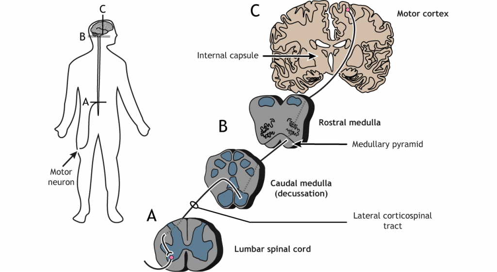 Ilustración del tracto motora corticoespinal descendente. Detalles en pie de foto.