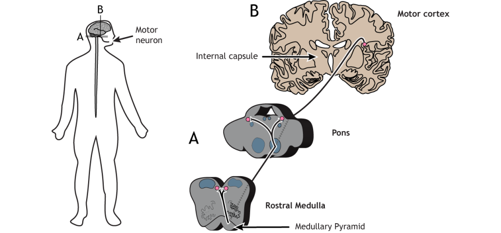 Ilustración de la vía corticobular. Detalles en subtítulo