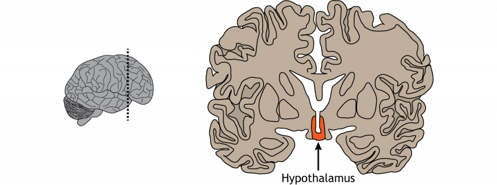 Ilustración de una sección coronal del cerebro que muestra la ubicación del hipotálamo. Detalles en pie de foto.