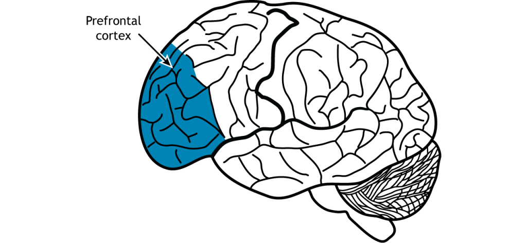 Ilustración del cerebro mostrando la ubicación de la corteza prefrontal en el lóbulo frontal.