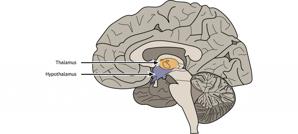 Ilustración de una sección sagital del cerebro que muestra la ubicación del hipotálamo.