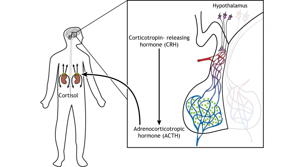 Ilustración que muestra la liberación de ACTH de la hipófisis causando la liberación de cortisol de las glándulas suprarrenales. Detalles en pie de foto y texto.
