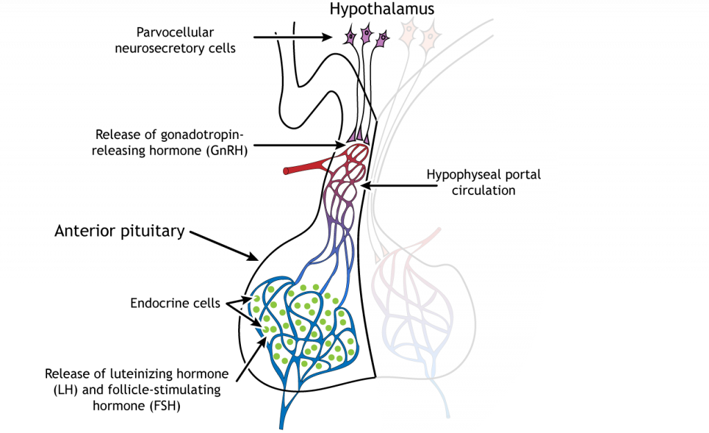Ilustración que muestra la liberación de hormonas GnRH, LH y FSH del hipotálamo y la hipófisis. Detalles en pie de foto y texto.