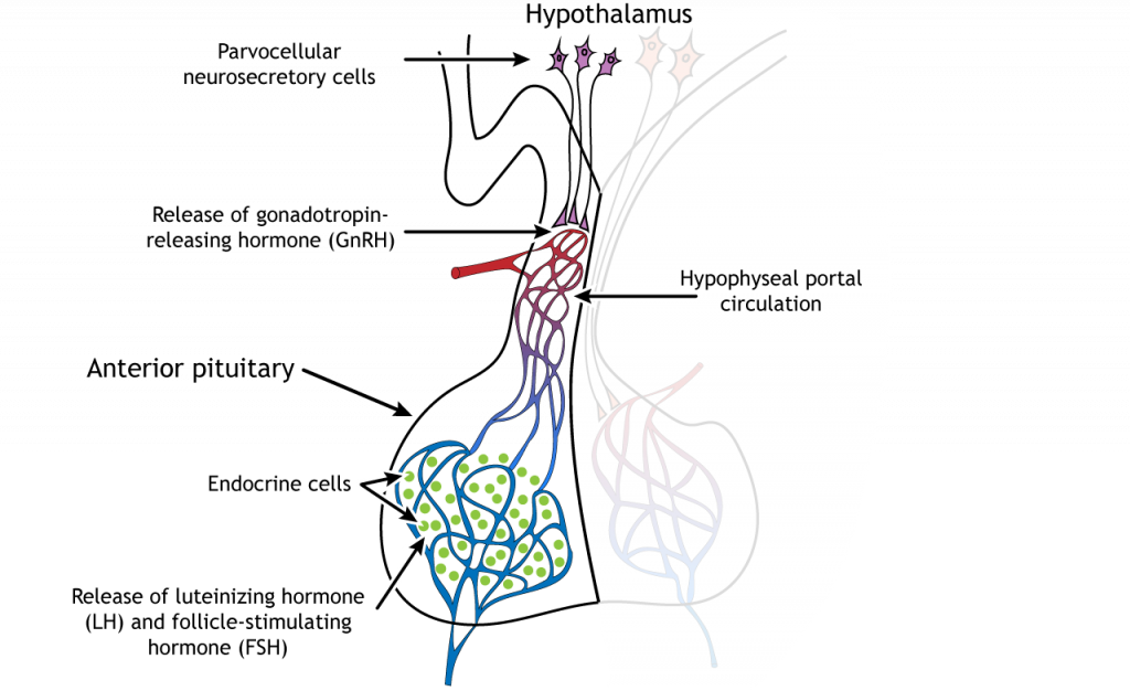 Ілюстрація, що показує ГнРГ, ЛГ, і ФСГ гормон звільнення з гіпоталамуса і гіпофіза. Деталі в підписі та тексті.