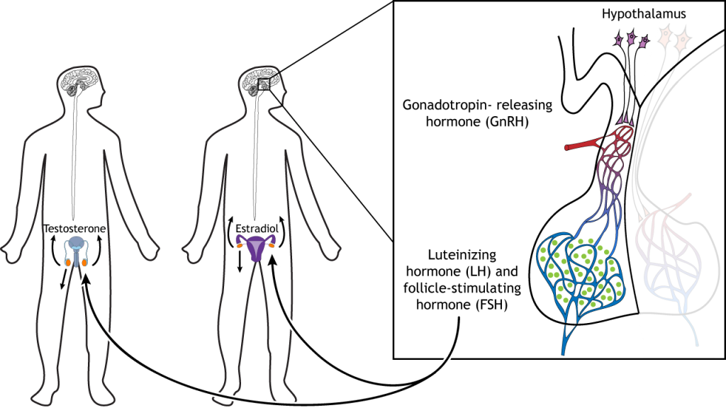 Ilustración que muestra la liberación de LH y FSH de la hipófisis causando liberación de hormonas desde las gónadas. Detalles en pie de foto y texto.