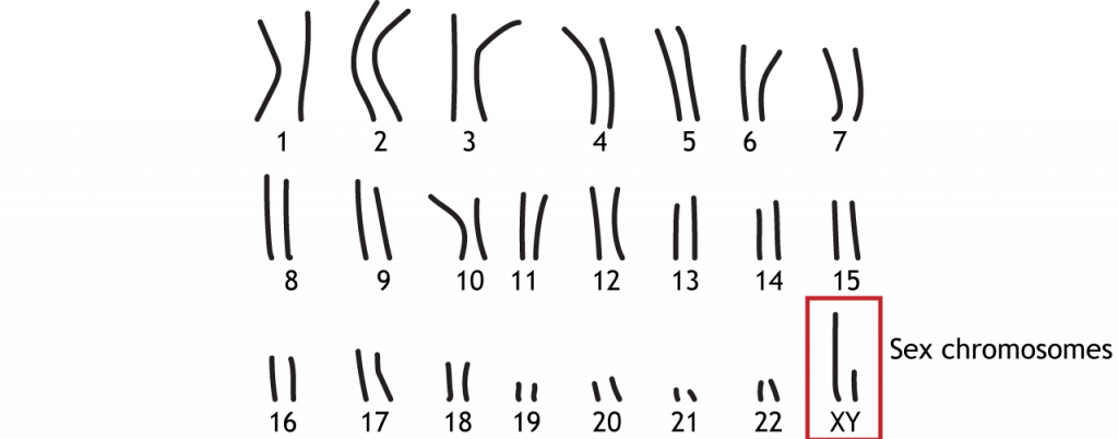 22 pares de cromosomas autosómicos y 1 par de cromosomas sexuales. Detalles en texto y pie de foto.