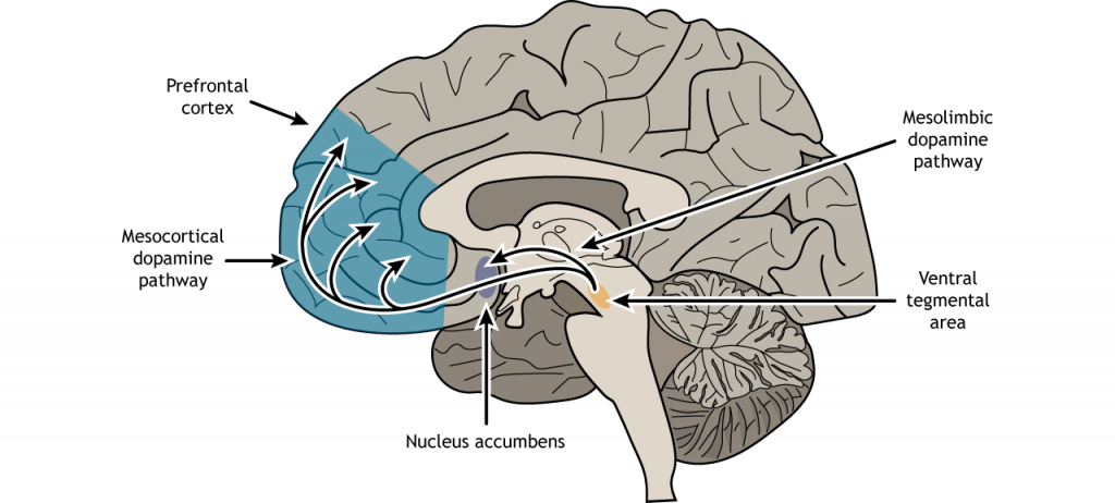 Ilustración de una sección sagital del cerebro que muestra las vías de dopamina desde el área tegmental ventral. Detalles en texto y pie de foto.