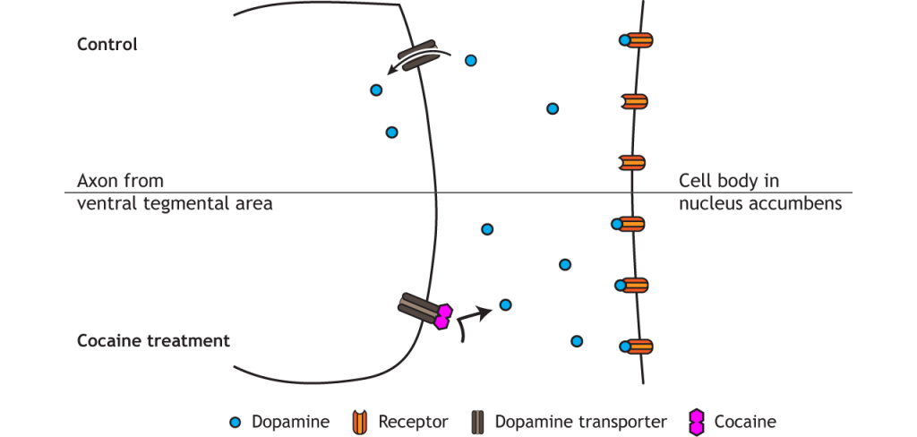 Ilustración de la acción de la cocaína en una sinapsis. Detalles en texto y pie de foto.