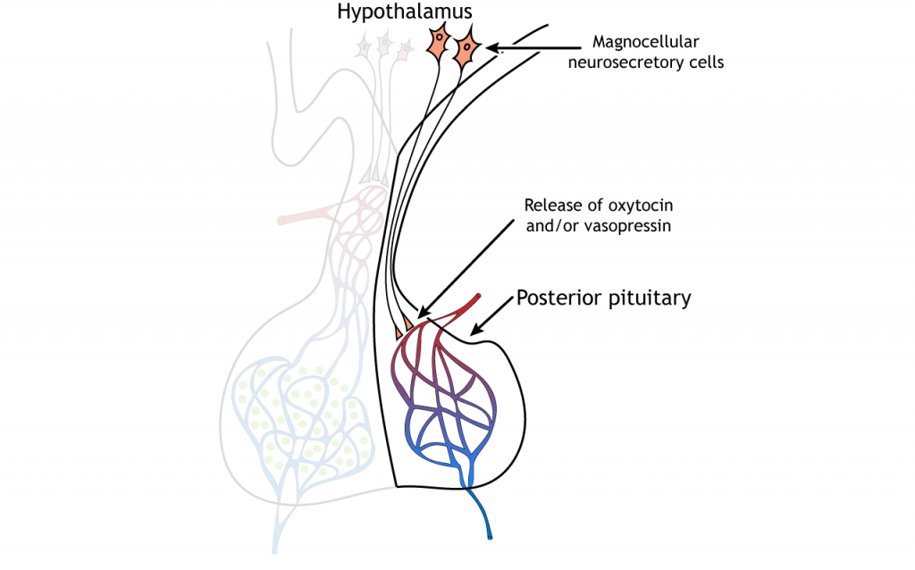 Ilustración que muestra la liberación de hormonas de la hipófisis posterior. Detalles en texto y pie de foto.
