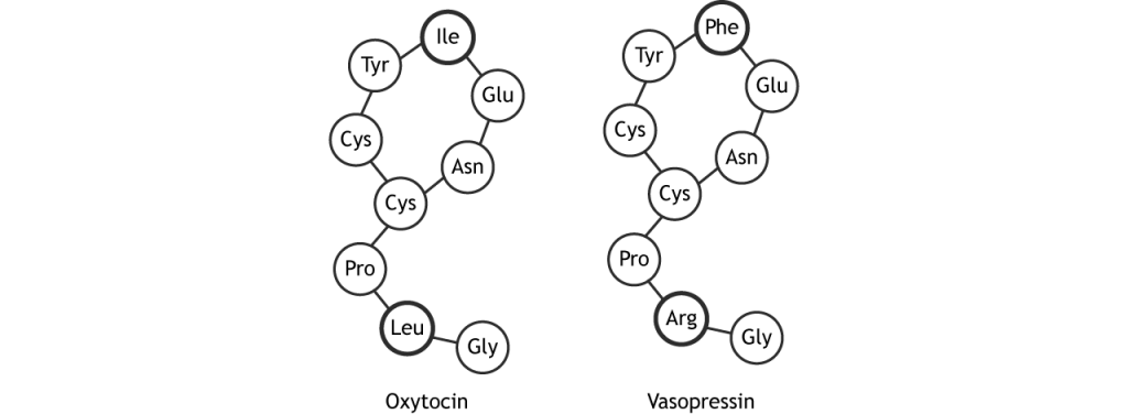 Ilustración de secuencias de aminoácidos de oxitocina y vasopresina.