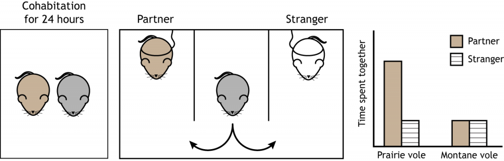 Ilustración de la prueba de preferencia de pareja y resultados en topillos. Detalles en texto y pie de foto.