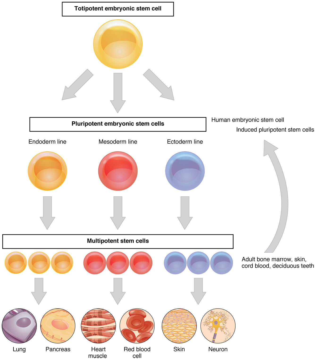 Flow chart showing the differentiation process of cells