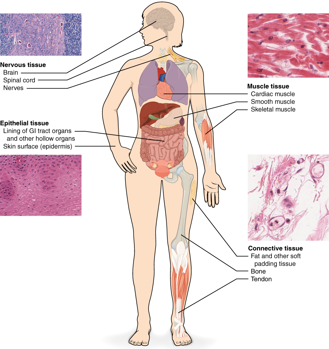 Human body with locations of four different tissue types - described in text.