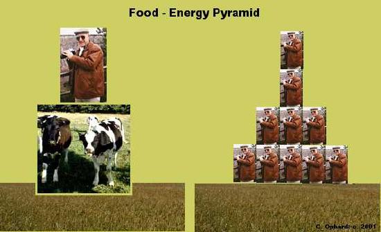 foodenergy.JPEG