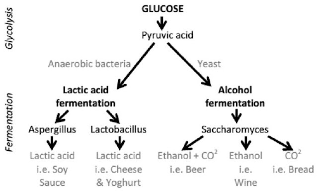 fermentation process chart.jpg