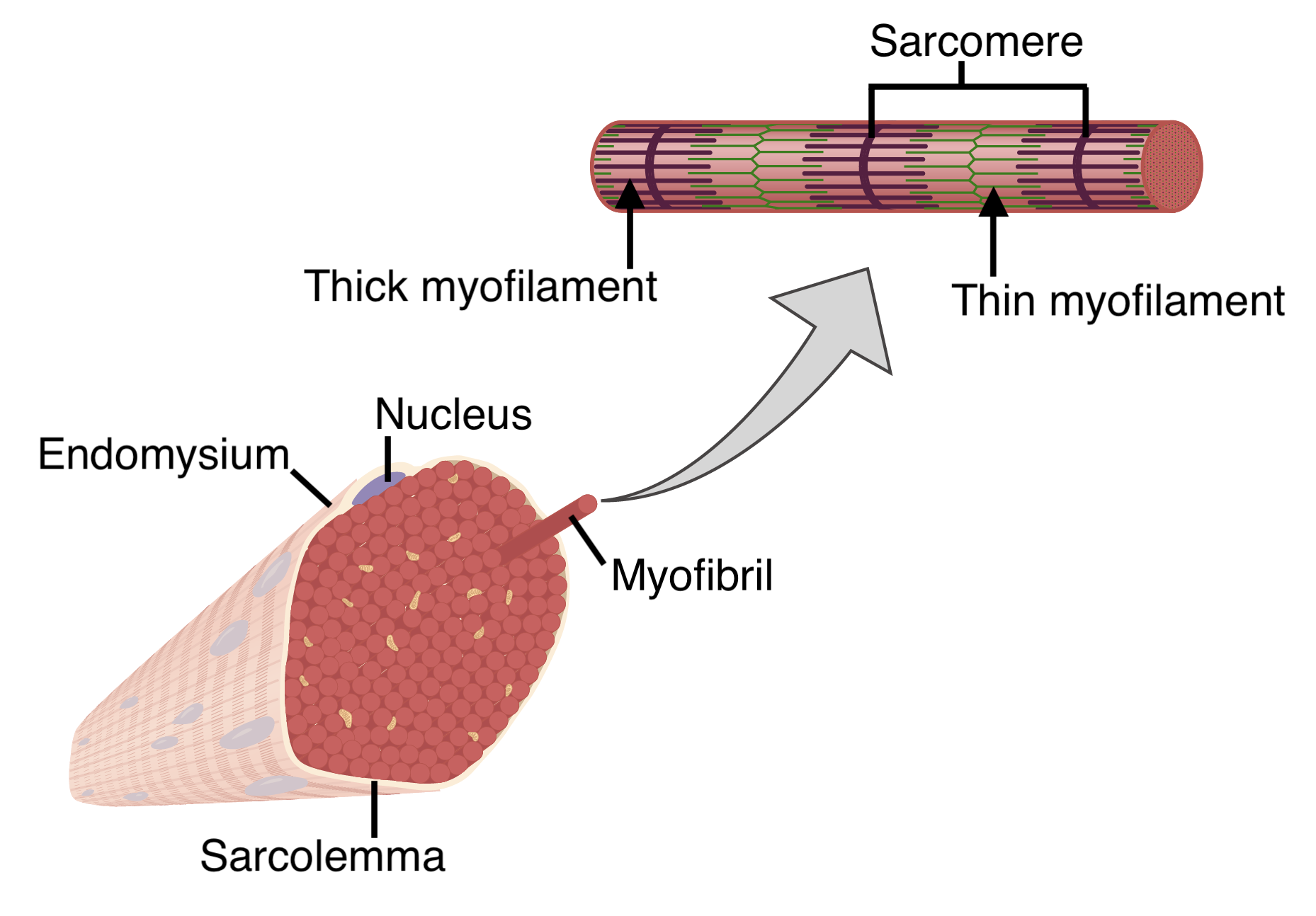 Myofiber and Myofibril Structure.png