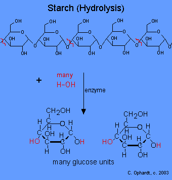 546starchhydrolysis2.gif