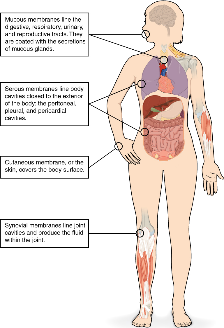 Human body with locations of four different membranes - described in text.