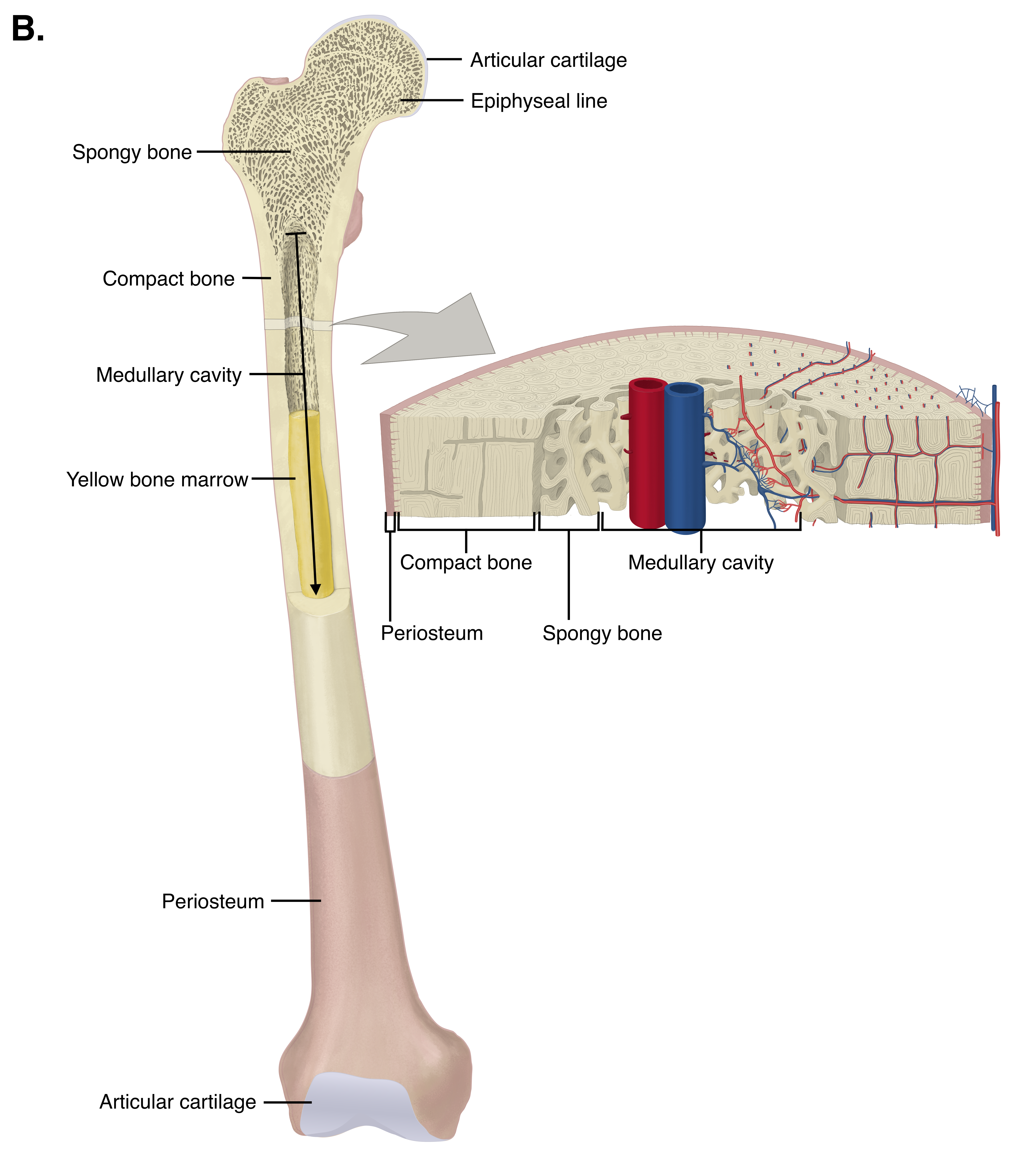 5.3: Bone Structure - Medicine LibreTexts