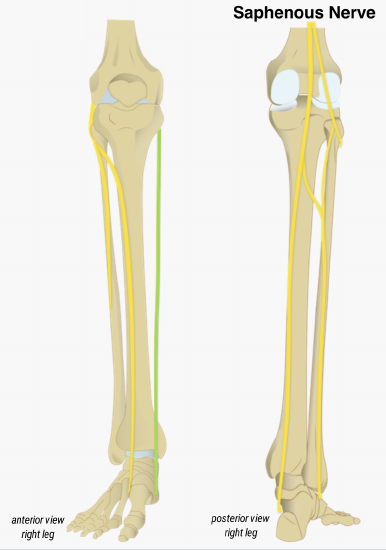 Saphenous Nerve Leg Illustration.png