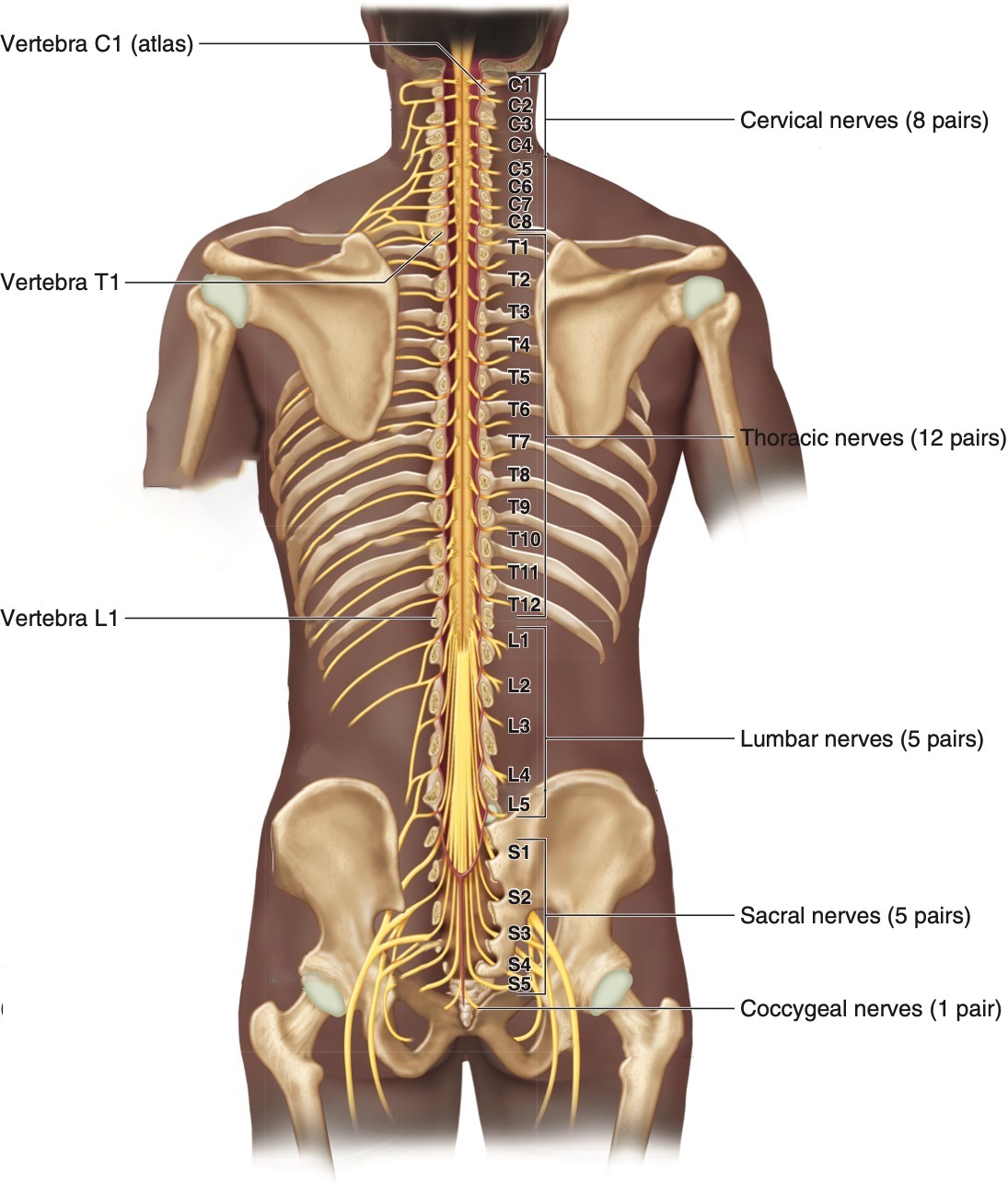 Spinal Cord with Spinal Nerves.png