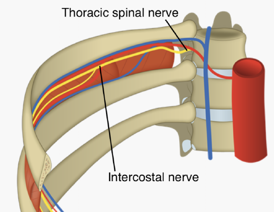 Thoracic Spinal Nerves.png