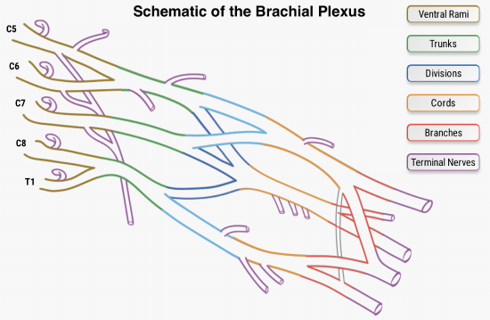 Schematic of the Brachial Plexus.png