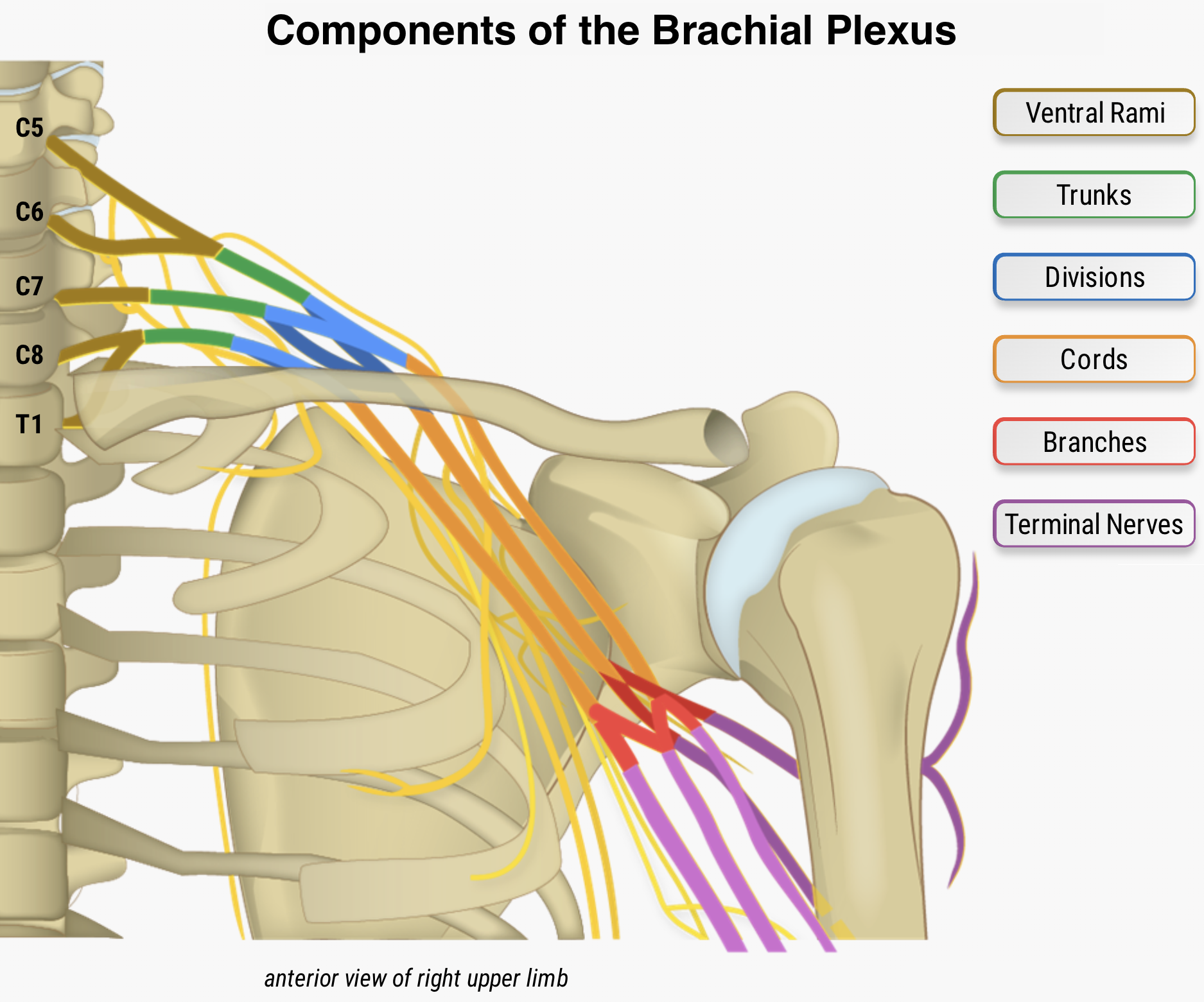 Components of the Brachial Plexus Illustration.png