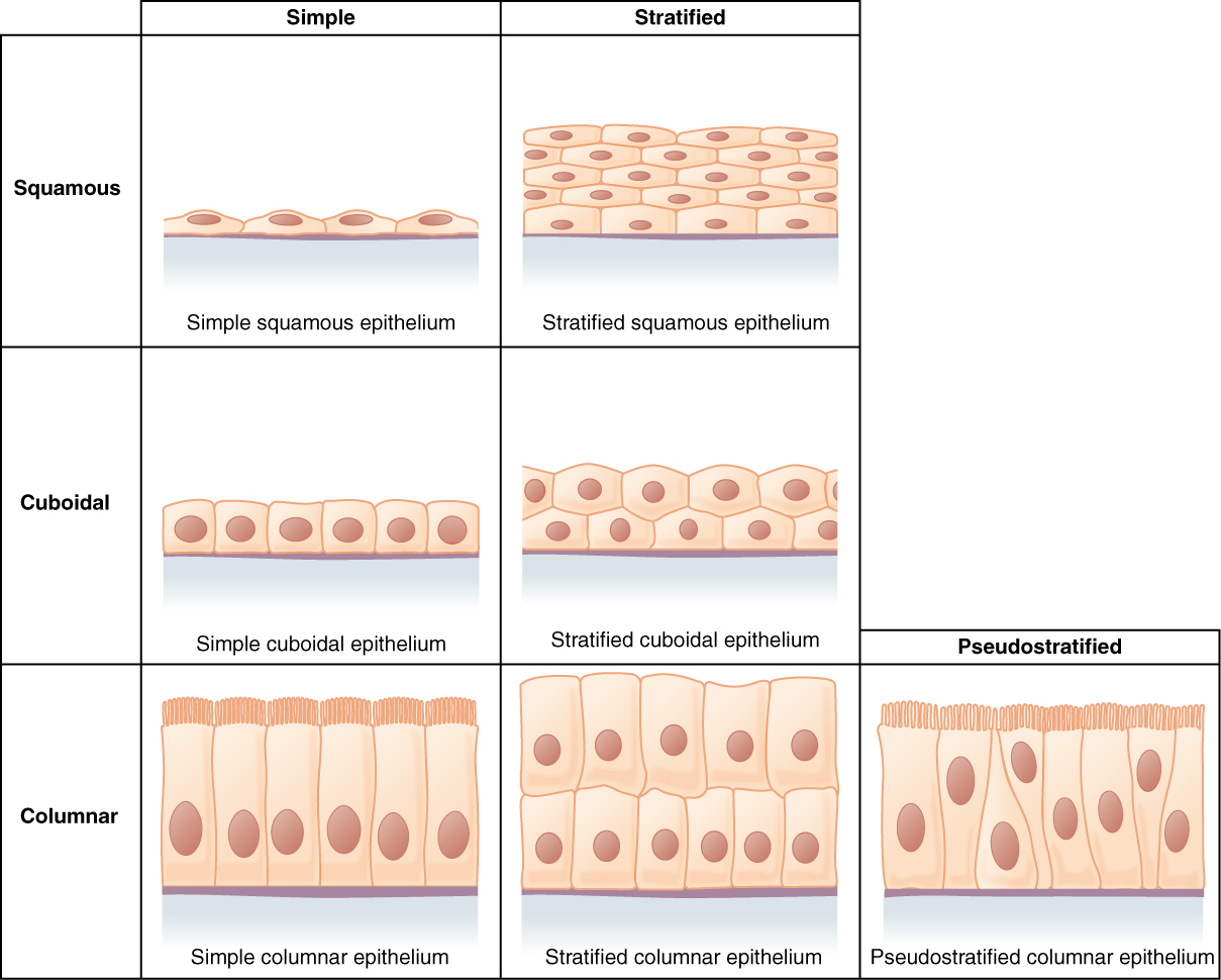 Matrix of cell shapes and layers
