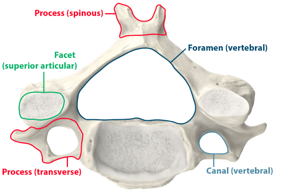 Bone Landmarks - Vertebra - cervical.png