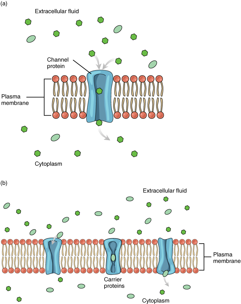 Este diagrama mostra os diferentes meios de difusão facilitada pela membrana plasmática. No painel superior, é mostrada uma proteína de canal que permite o transporte de solutos pela membrana. No painel inferior, a membrana contém proteínas transportadoras, além das proteínas do canal.