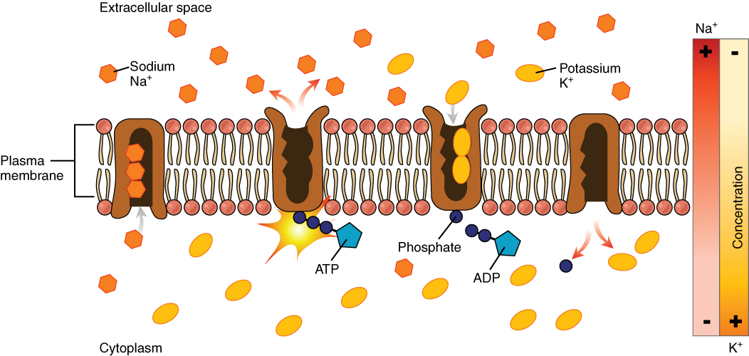 Este diagrama mostra muitas bombas de sódio e potássio embutidas na membrana. O potássio é bombeado para o citoplasma e o sódio é bombeado para fora do citoplasma.