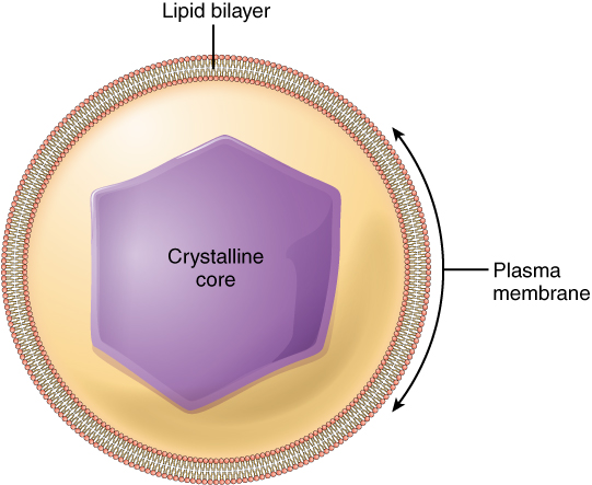 Este diagrama mostra um peroxissoma, que é uma estrutura vesicular com uma bicamada lipídica na parte externa e um núcleo cristalino na parte interna.